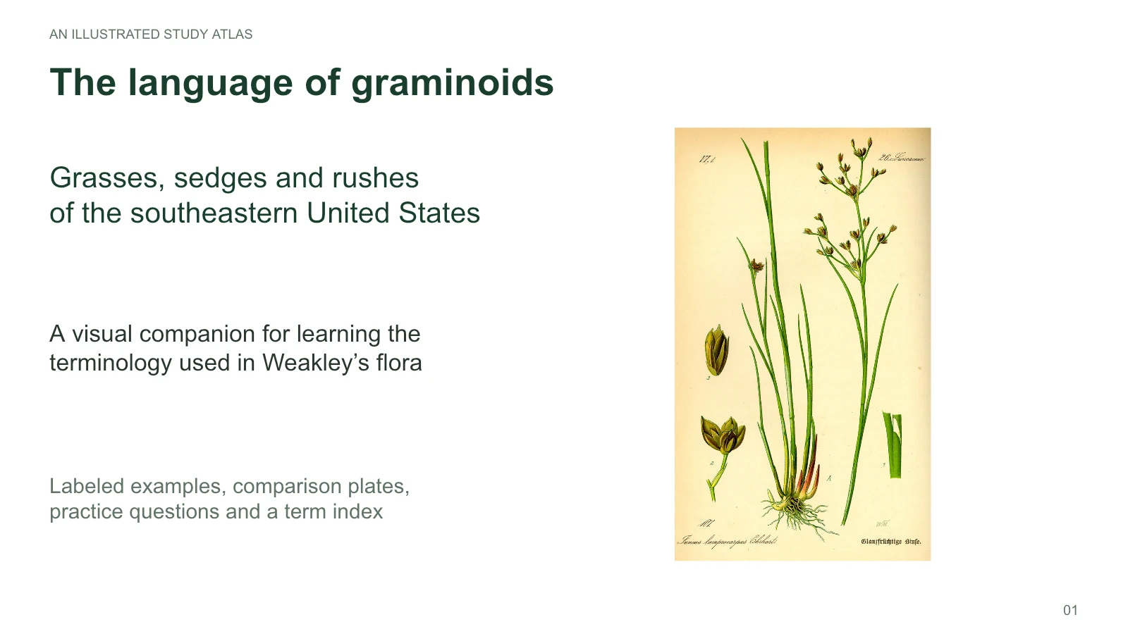 Slide 1: The language of graminoids. An illustrated study atlas for grasses, sedges, and rushes of the southeastern United States.
