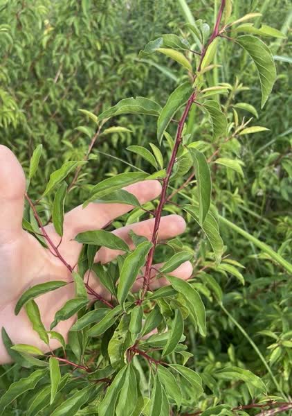 Chickasaw plum spring flowers and fruit
