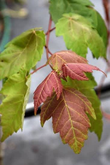 Florida maple leaves and fall color