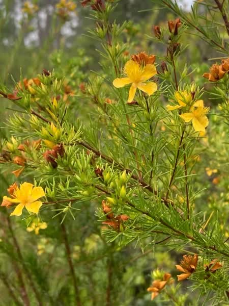 Hypericum brachyphyllum yellow flowers