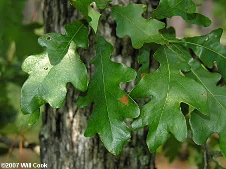 Sand post oak lobed leaves and acorns