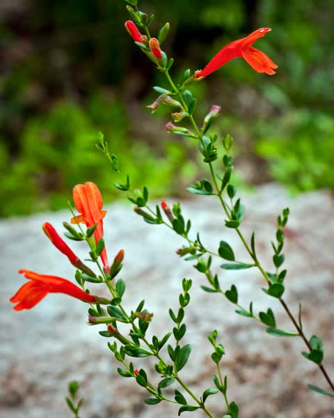 Scarlet calamint red tubular flowers